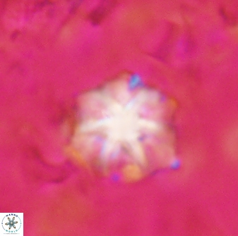 Discoaster artatus 30783