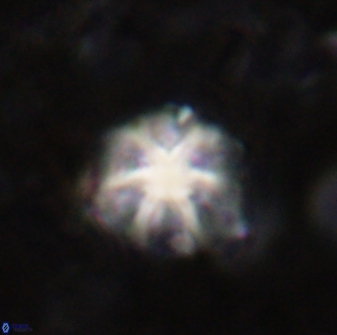 Discoaster artatus 30784