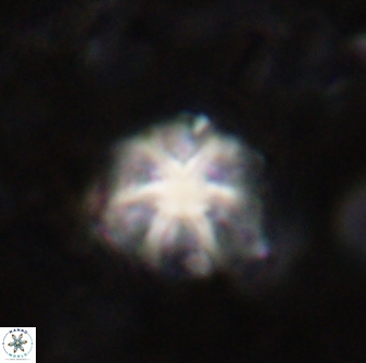 Discoaster artatus 30784