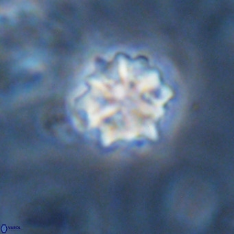 Discoaster artatus VR 18286