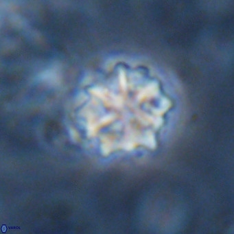 Discoaster artatus VR 18287