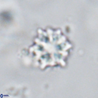 Discoaster artatus VR 18291