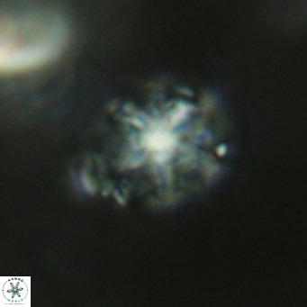 Discoaster artatus VR 18296