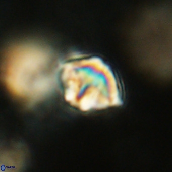 Discoaster artatus VR 18301