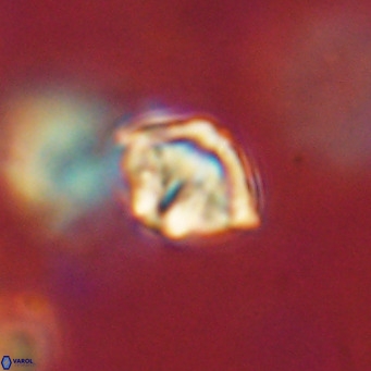 Discoaster artatus VR 18302