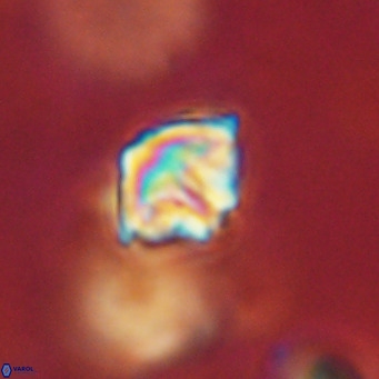 Discoaster artatus VR 18303