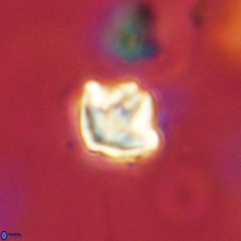 Discoaster artatus VR 18310