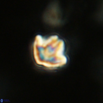 Discoaster artatus VR 18311