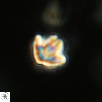 Discoaster artatus VR 18311