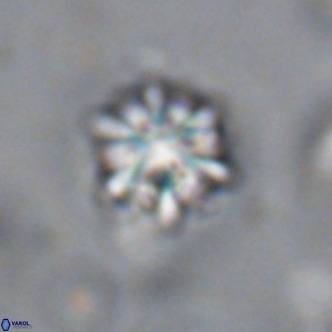 Discoaster artatus VR 18314