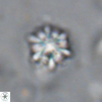 Discoaster artatus VR 18314