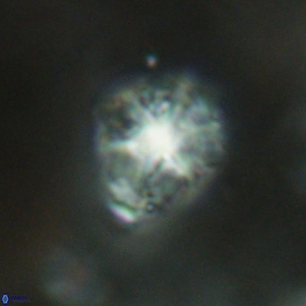 Discoaster artatus VR 18319