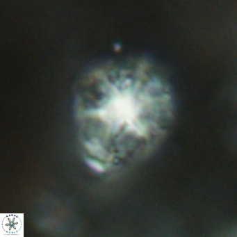 Discoaster artatus VR 18319