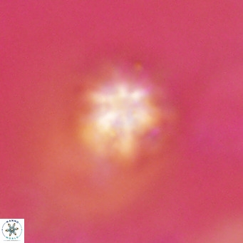 Discoaster artatus VR 18323