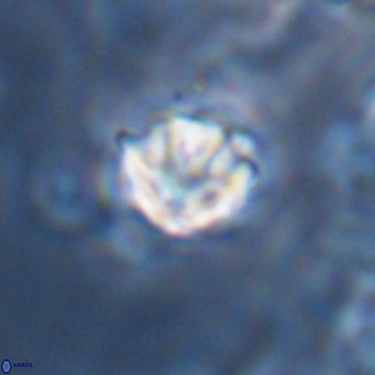 Discoaster artatus VR 18326