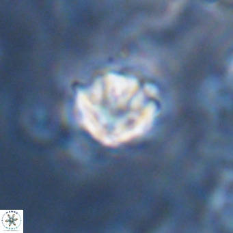 Discoaster artatus VR 18326