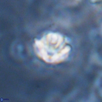 Discoaster artatus VR 18327