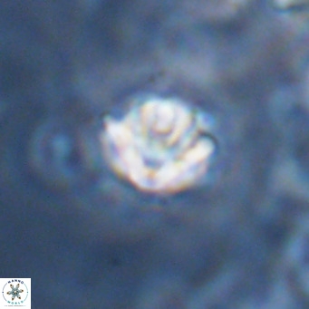 Discoaster artatus VR 18327