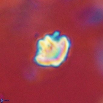 Discoaster artatus VR 18332