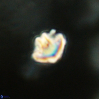 Discoaster artatus VR 18333