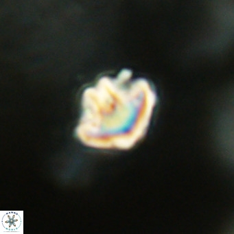 Discoaster artatus VR 18333