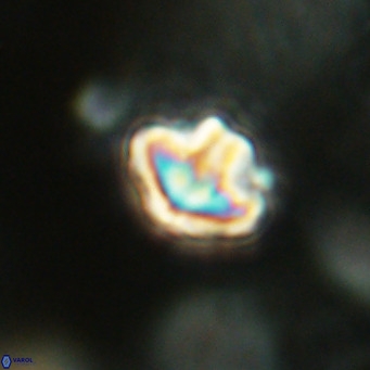 Discoaster artatus VR 18334