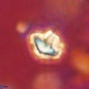 Discoaster artatus VR 18335