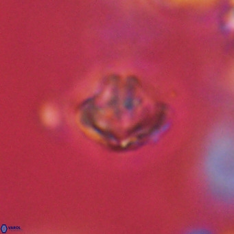 Discoaster artatus VR 18337