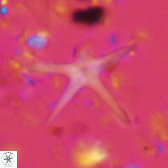 Discoaster asymmetricus VR 08207