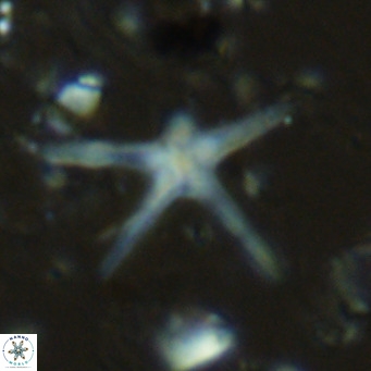 Discoaster asymmetricus VR 08208