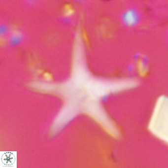 Discoaster asymmetricus VR 10124