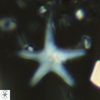 Discoaster asymmetricus VR 10125