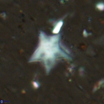 Discoaster asymmetroivrachiones VR 17847