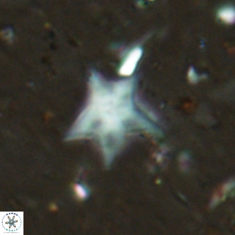 Discoaster asymmetroivrachiones VR 17847