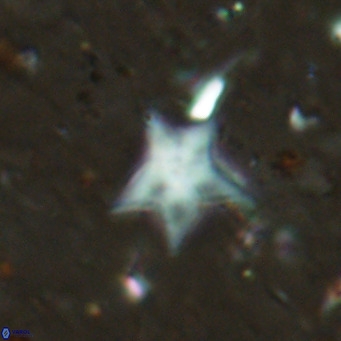 Discoaster asymmetroivrachiones VR 17852