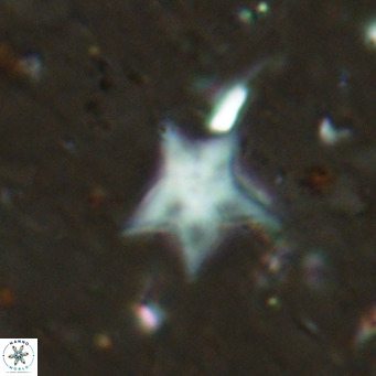 Discoaster asymmetroivrachiones VR 17852