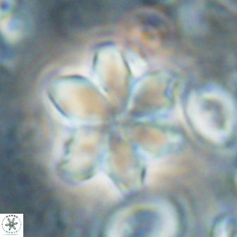Discoaster backmanii 59997