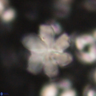 Discoaster backmanii 59998