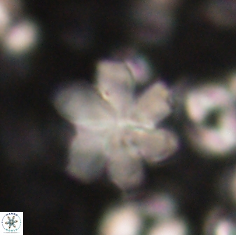 Discoaster backmanii 59998