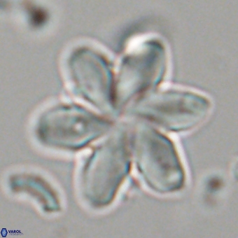 Discoaster backmanii 70820