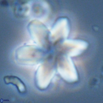 Discoaster backmanii 70822