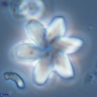 Discoaster backmanii 70823