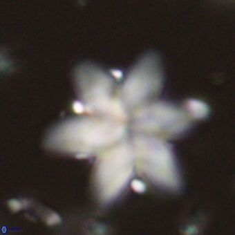 Discoaster backmanii 70825