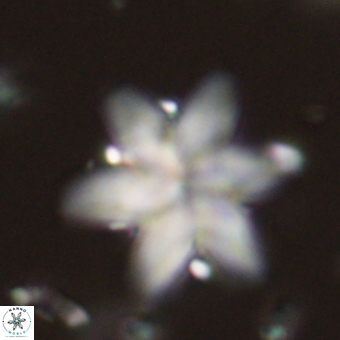 Discoaster backmanii 70825