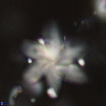 Discoaster backmanii 70830