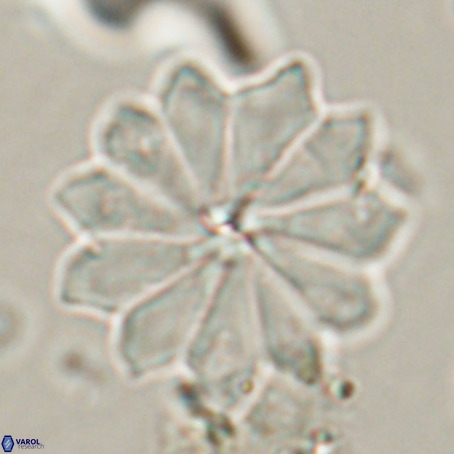 Discoaster barbadiensis VR 026298