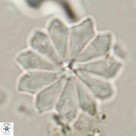Discoaster barbadiensis VR 026298