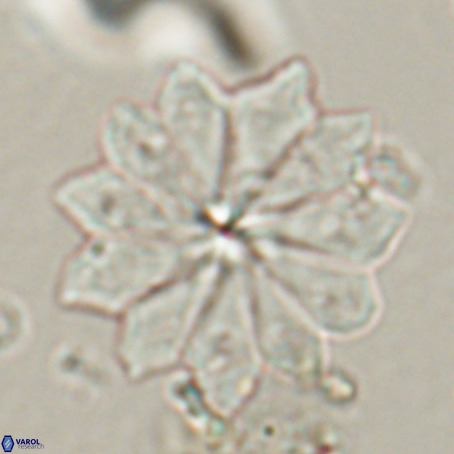 Discoaster barbadiensis VR 026299