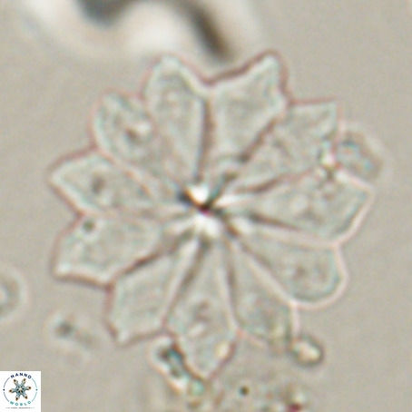 Discoaster barbadiensis VR 026299