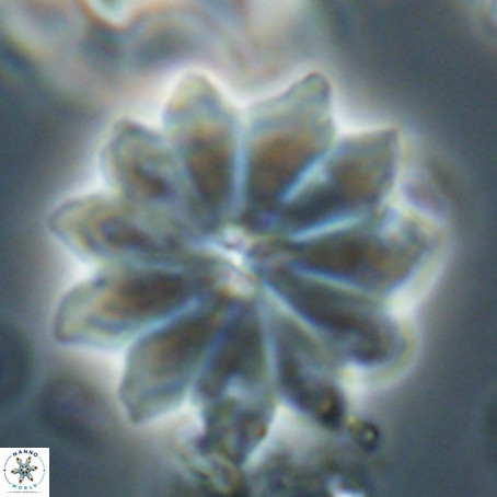 Discoaster barbadiensis VR 026301
